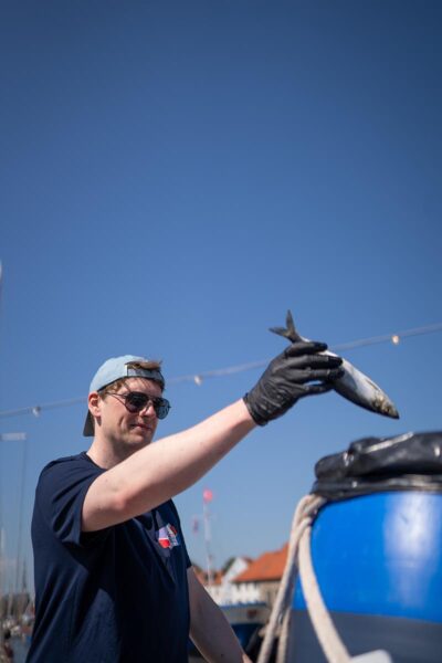 Arbeiter gibt Heringe in Fass